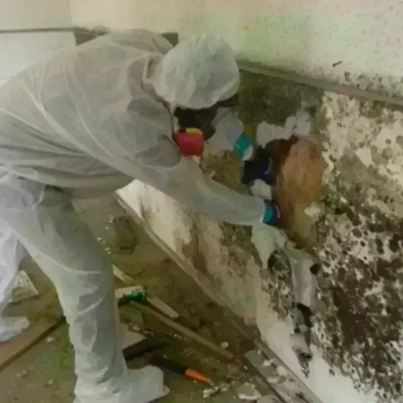 Mold Remediation and Removal in Weslaco, TX